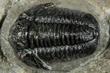 Detailed Gerastos Trilobite Fossil - Morocco #277641-2